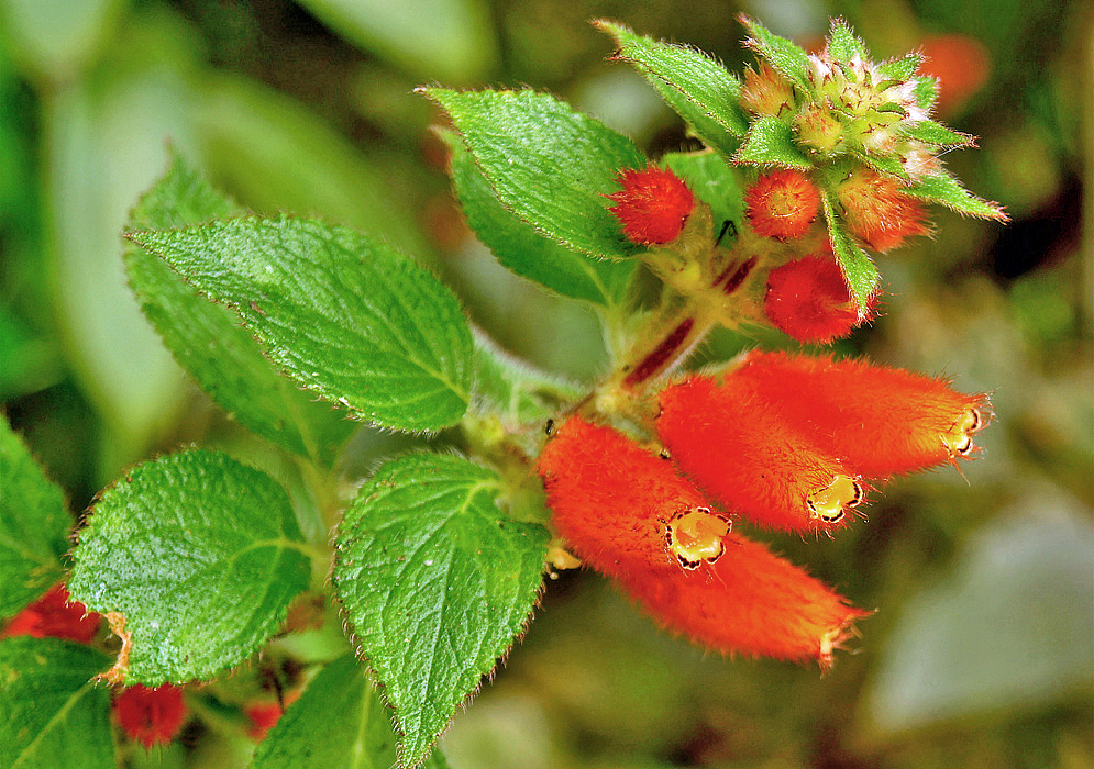A stem with bright orange-red Kohleria tubiflora flowers with yellow throats