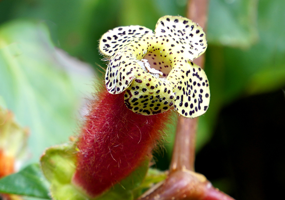 Kohleria warszewiczii flower with yellow petal that have dark brown and white stamen