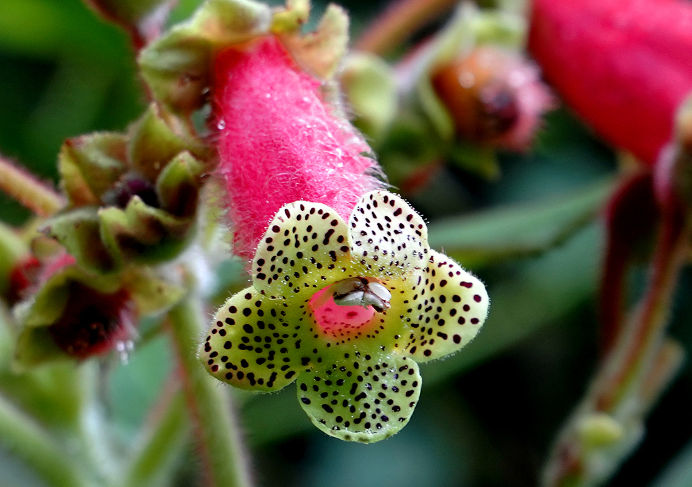 Kohleria warszewiczii flower with yellow petal that have dark brown and white stamen with dark anthers