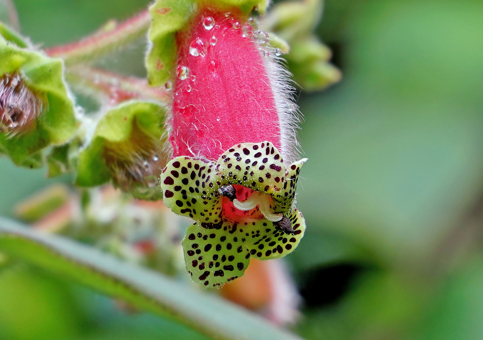 Pink Kohleria warszewiczii flower with yellow petal that have dark brown and white stamen with dark anthers