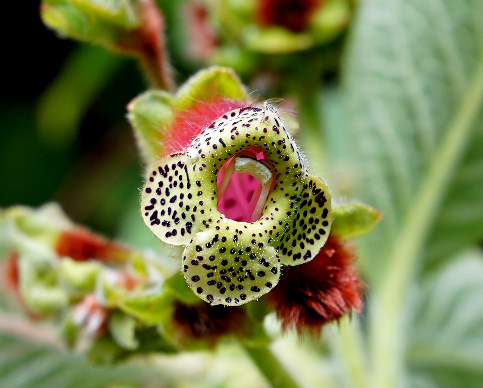 Kohleria warszewiczii flower with yellow petal that have dark brown and white stamen 