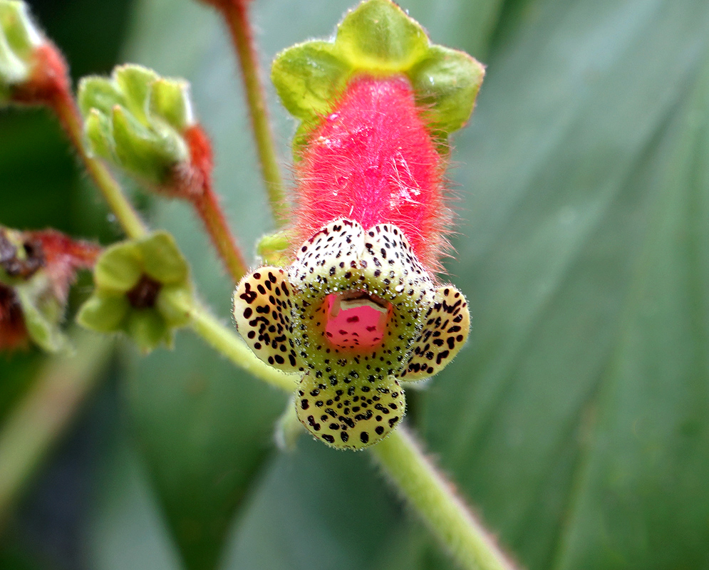 Pink Kohleria warszewiczii flower with yellow petal that have dark brown and white stamen with dark anthers