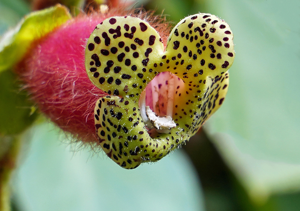 Kohleria warszewiczii flower with yellow petal that have dark brown and white stamen 