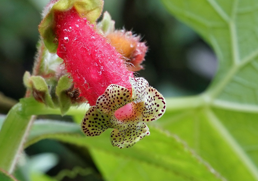 Dark pnk Kohleria warszewiczii flower with yellow petal that have dark brown spots