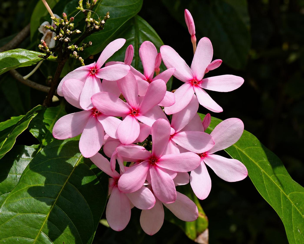 Kopsia fruticosa has a cluster of pale pink five-lobed flowers with dark red throats among glossy green leaves