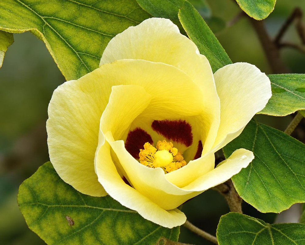 Kosteletzkya diplocrater has a cupped pale yellow flower with dark red petal bases around a short yellow staminal column