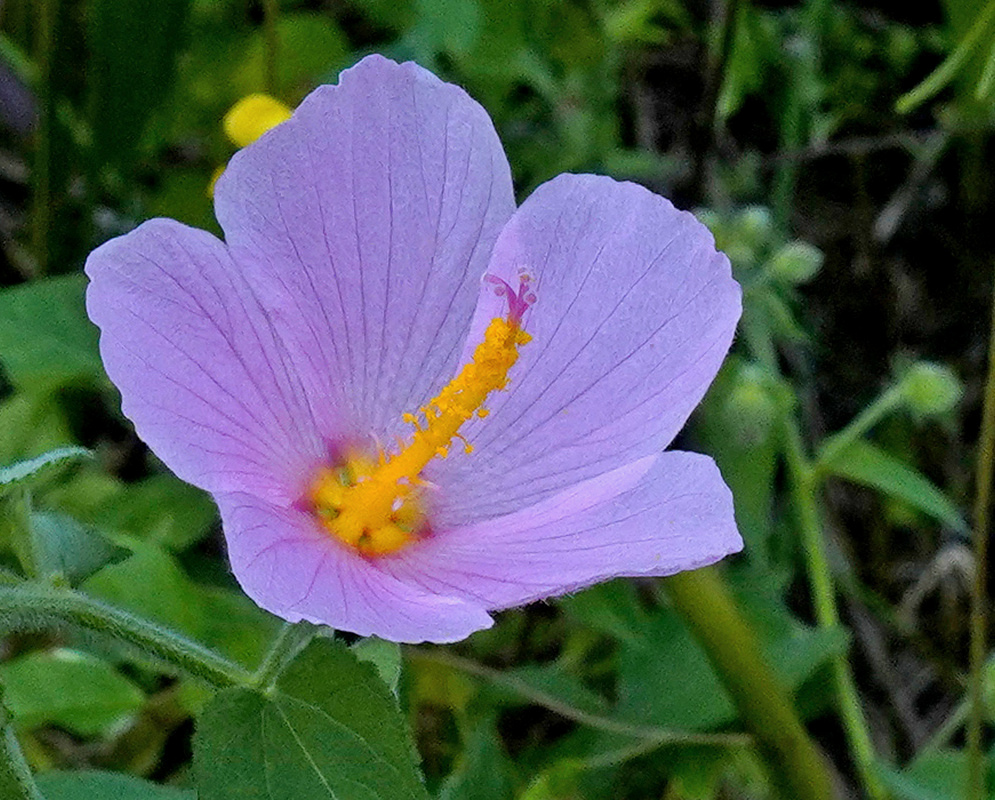 Kosteletzkya pentacarpos has a pale pink five-petaled flower with a long central column of yellow stamens