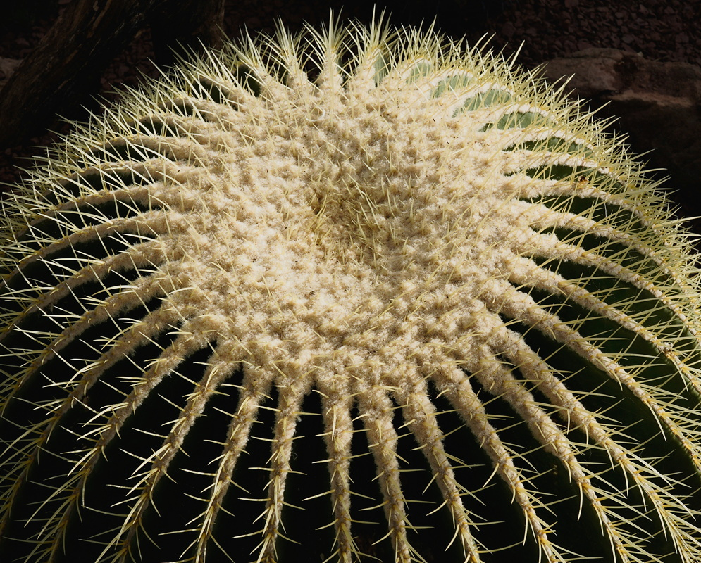 Kroenleinia grusonii has a rounded ribbed stem densely covered in golden spines beneath a woolly pale crown
