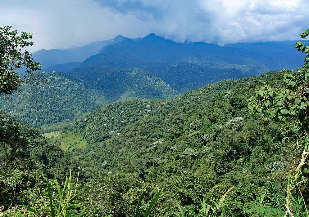 The green Andes mountains near La Bella, Colombia