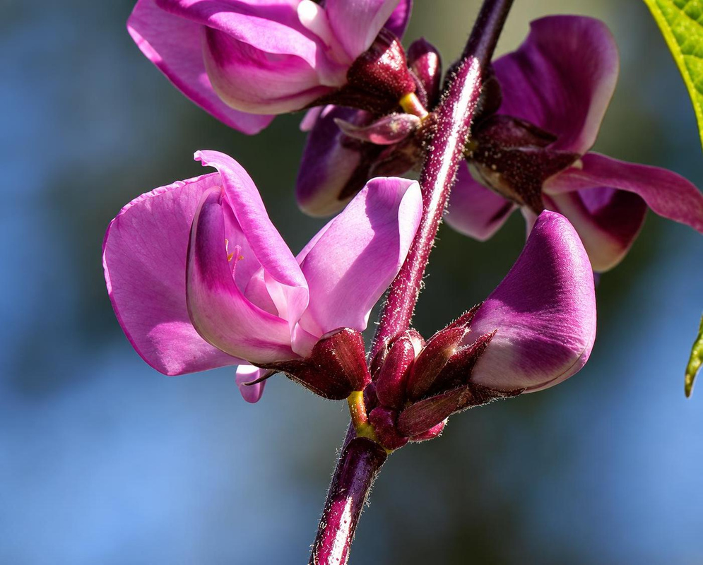 Lablab purpureus has purple pea-like flowers and rounded buds along a slender dark purple flowering stalk