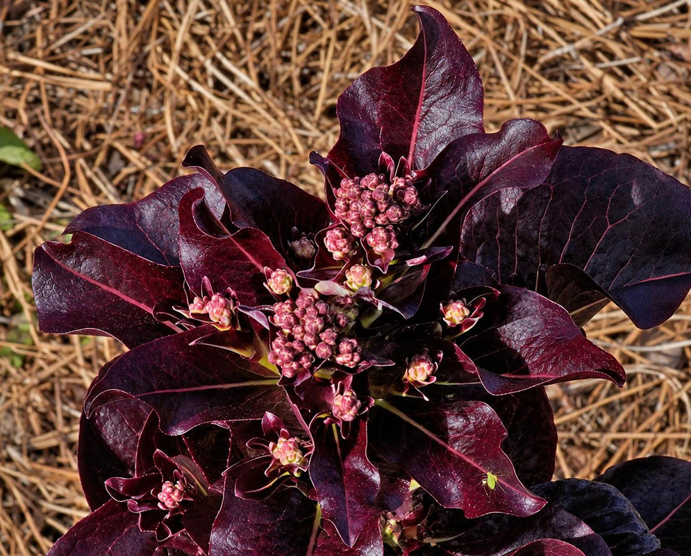 Lactuca sativa Truchas has dark burgundy glossy leaves gathered around a compact center in a mulched garden bed