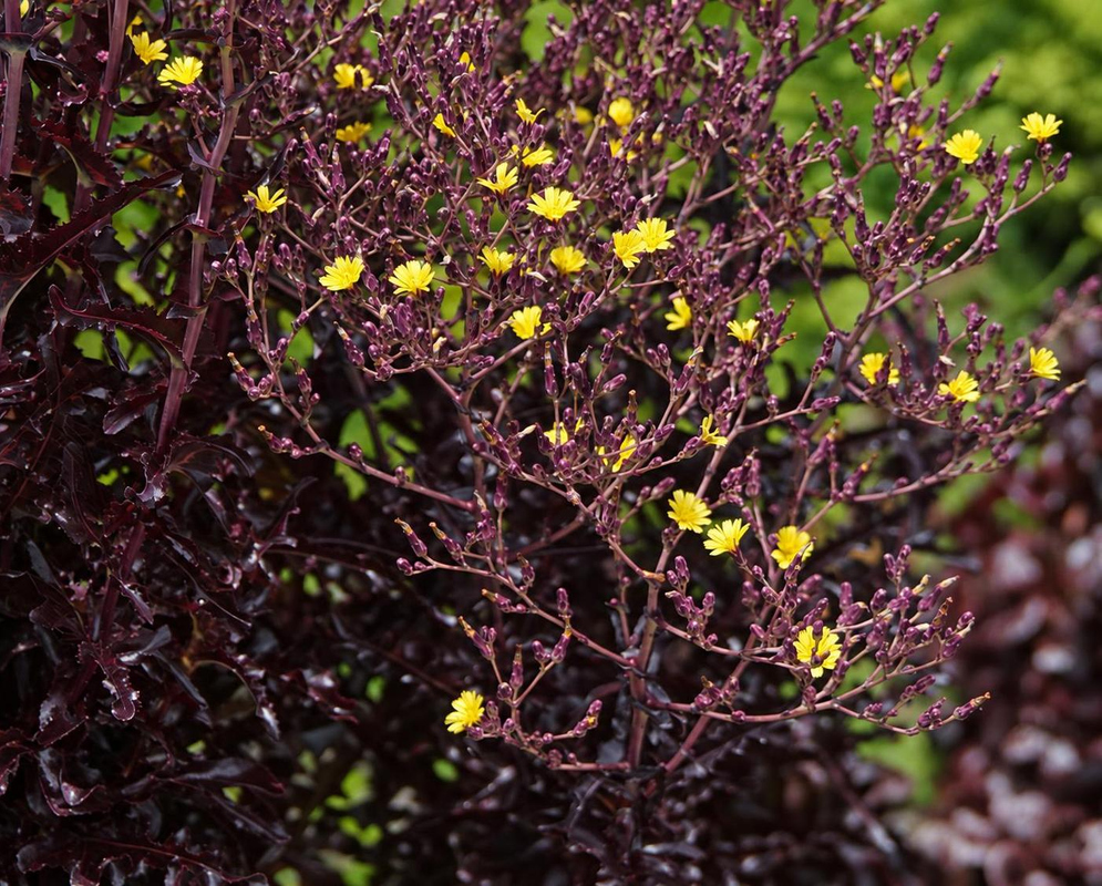 Lactuca sativa has a tall branched flowering stem with small yellow flower heads and dark purple leaves