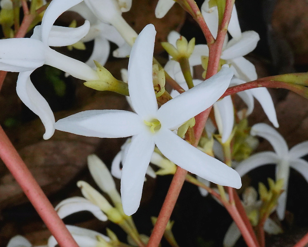 Ladenbergia oblongifolia flower