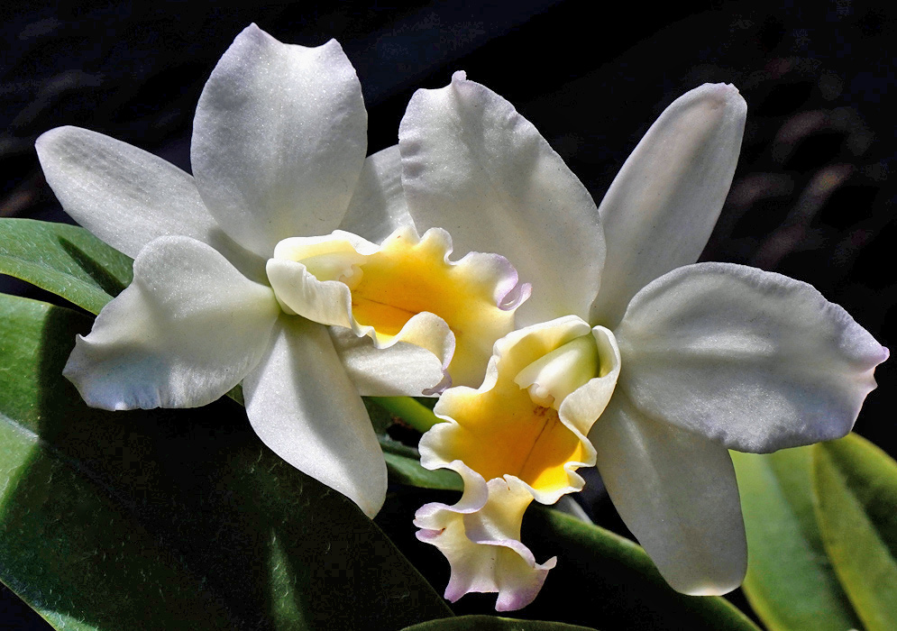Laeliocattleya Big Time has broad white petals and sepals surrounding a ruffled yellow lip with pale pink edging