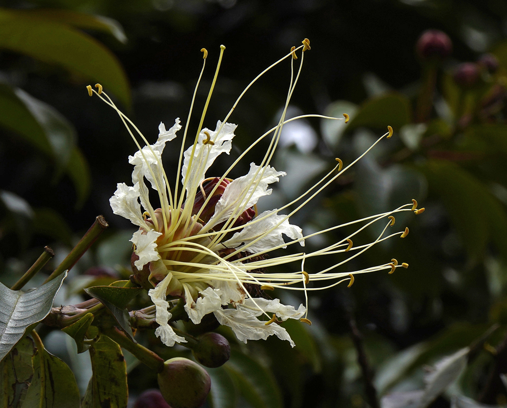 A white Lafoensia acuminata flower with long yellow filaments and a yellow center and a flower bud with orange, red, green and yellow