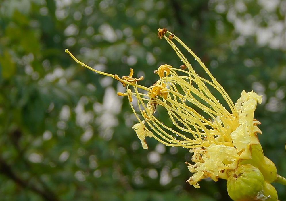 A yellow Lafoensia punicifolia flower with long filaments and brown anthers