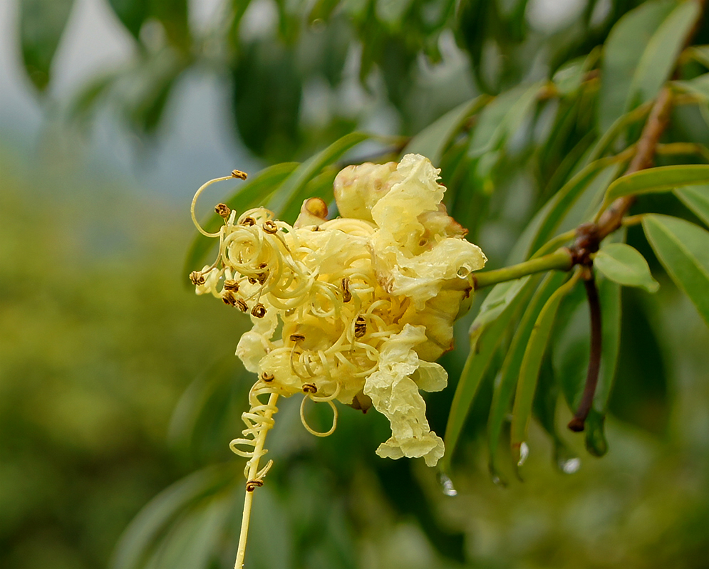A yellow Lafoensia punicifolia flower with twirling filaments