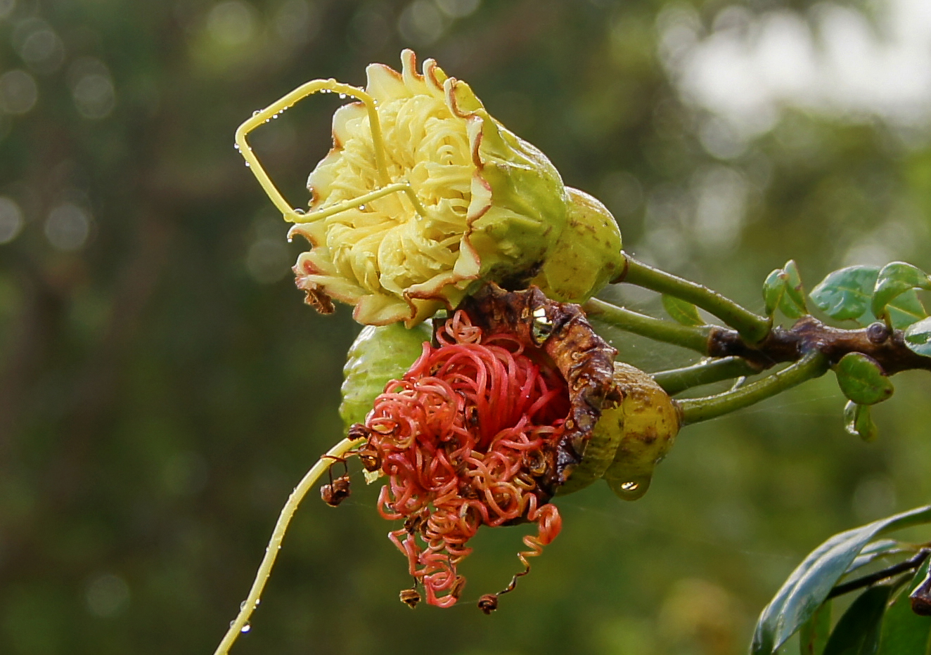 A Lafoensia punicifolia branch with yellow flower with long yellow filaments, green flower buds and two dying flowers with curly red filaments