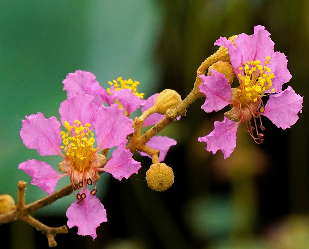 Lagerstroemia duperreana has pink ruffled flowers with prominent yellow stamens along a slender woody branch