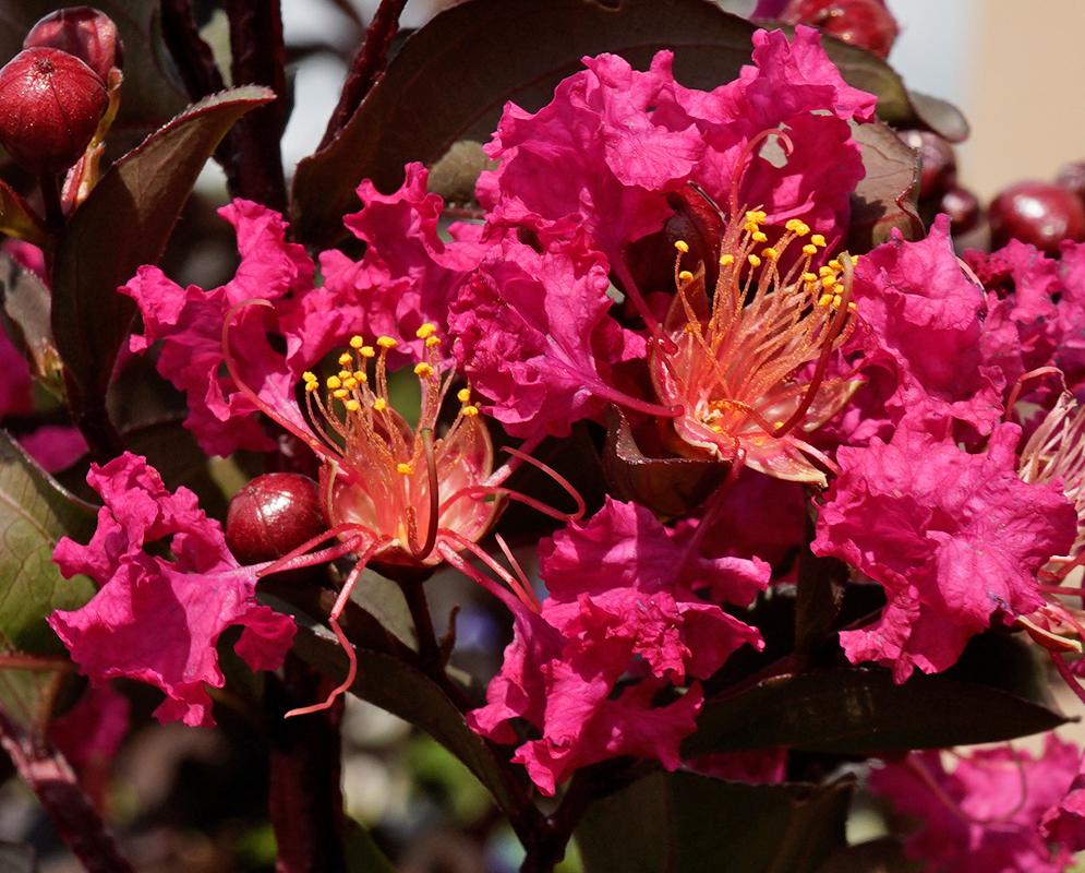 Lagerstroemia indica Black Diamond Flowers Cluster of fuchsia-red Lagerstroemia indica Black Diamond flowers with prominent yellow stamens, surrounded by glossy dark purple leaves