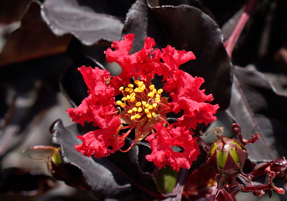 Lagerstroemia indica Black Diamond Single vivid red flower of Lagerstroemia indica with dark foliage from the Black Diamond variety, highlighting the ruffled petals and golden stamens