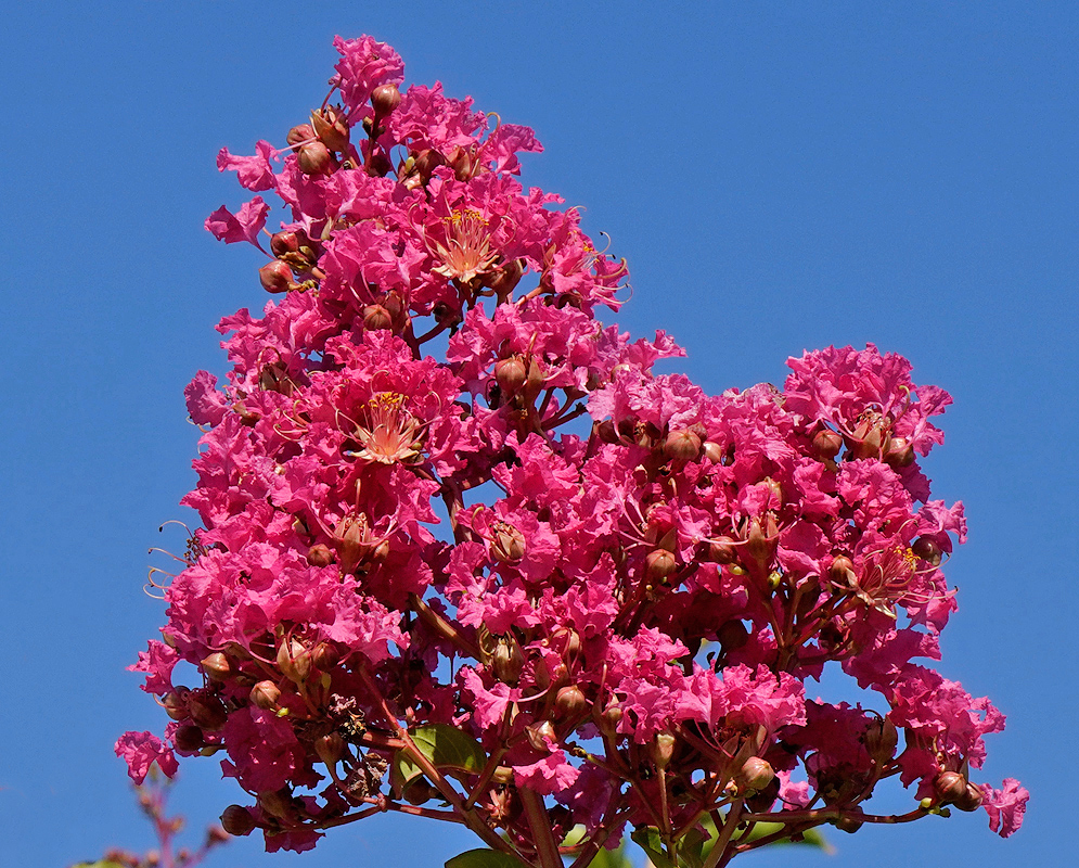 Lagerstroemia indica with pink-red flowers under blue sky