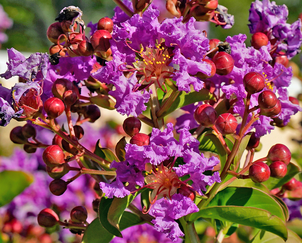 Two Lagerstroemia indica flowers and red flower buds