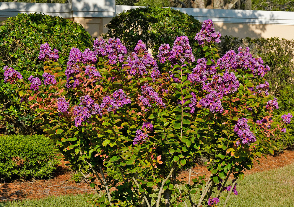 Lagerstroemia indica shrub with purple flowers in sunlight