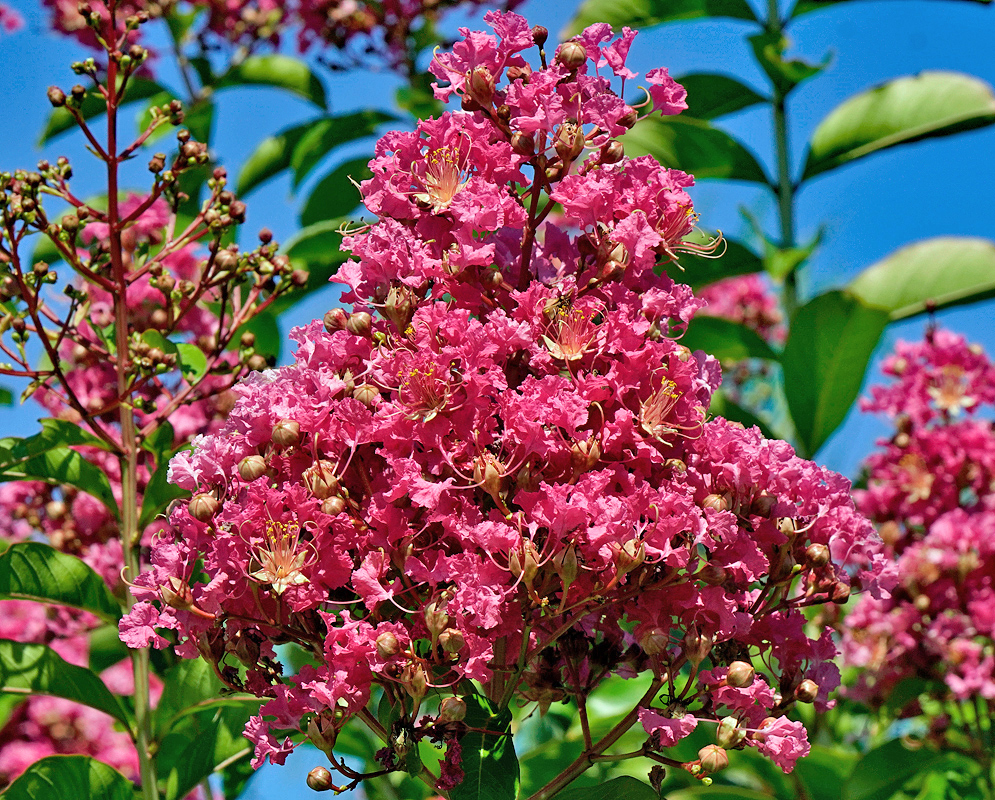 Dark pink Lagerstroemia indica flowers on an inflorescence