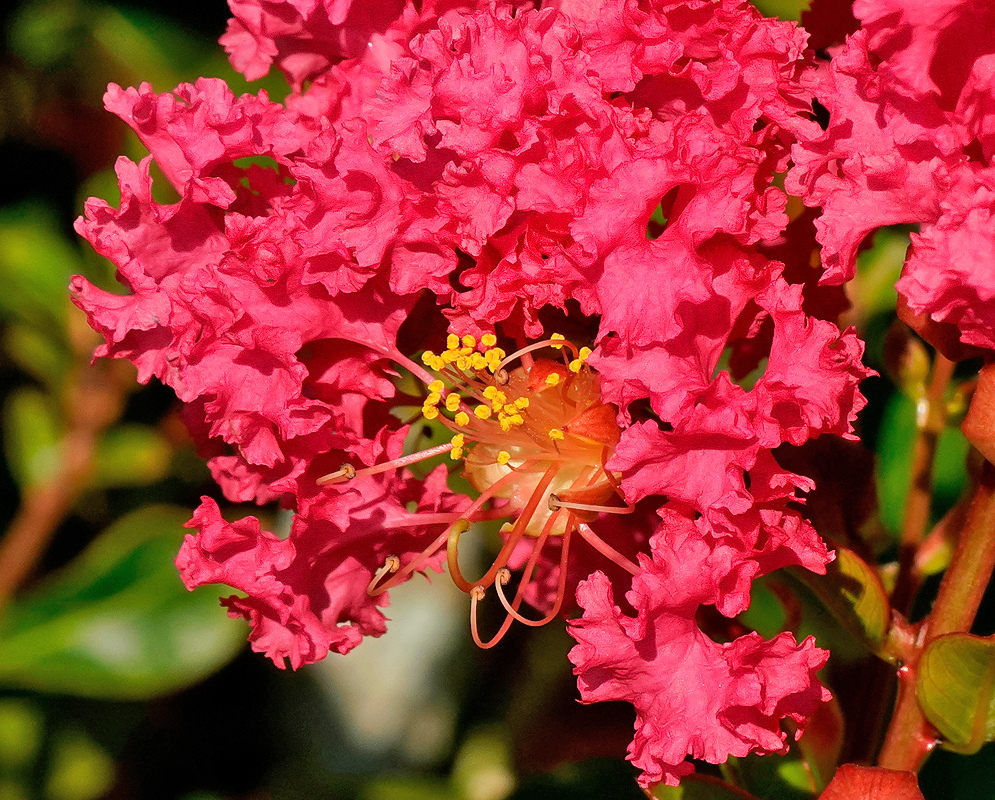 Lagerstroemia indica red flower with yellow anthers