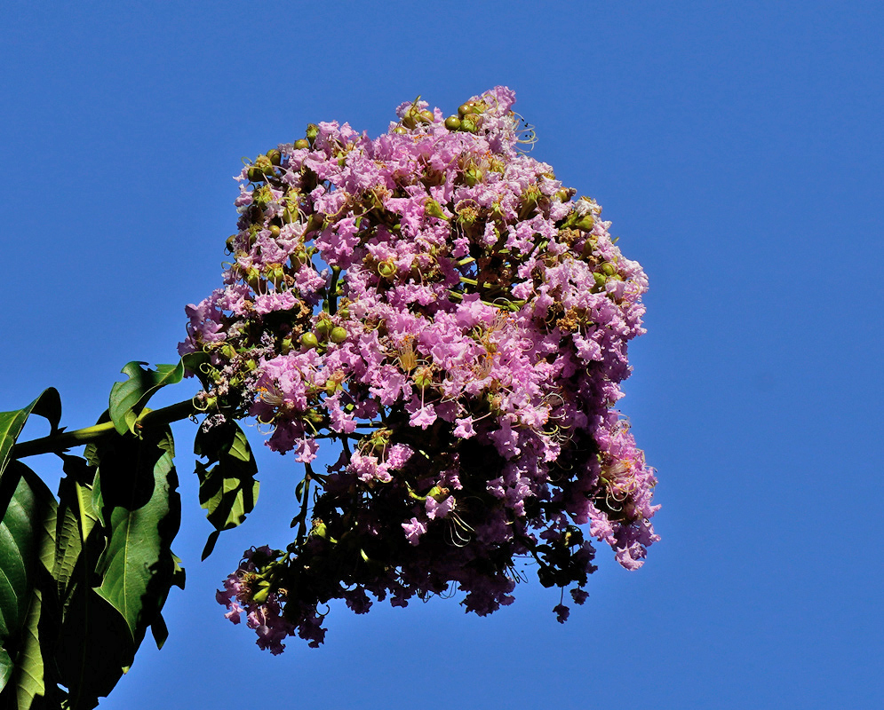 Lagerstroemia indica Inflorescence Large inflorescence of light purple Lagerstroemia indica flowers arching toward a clear blue sky