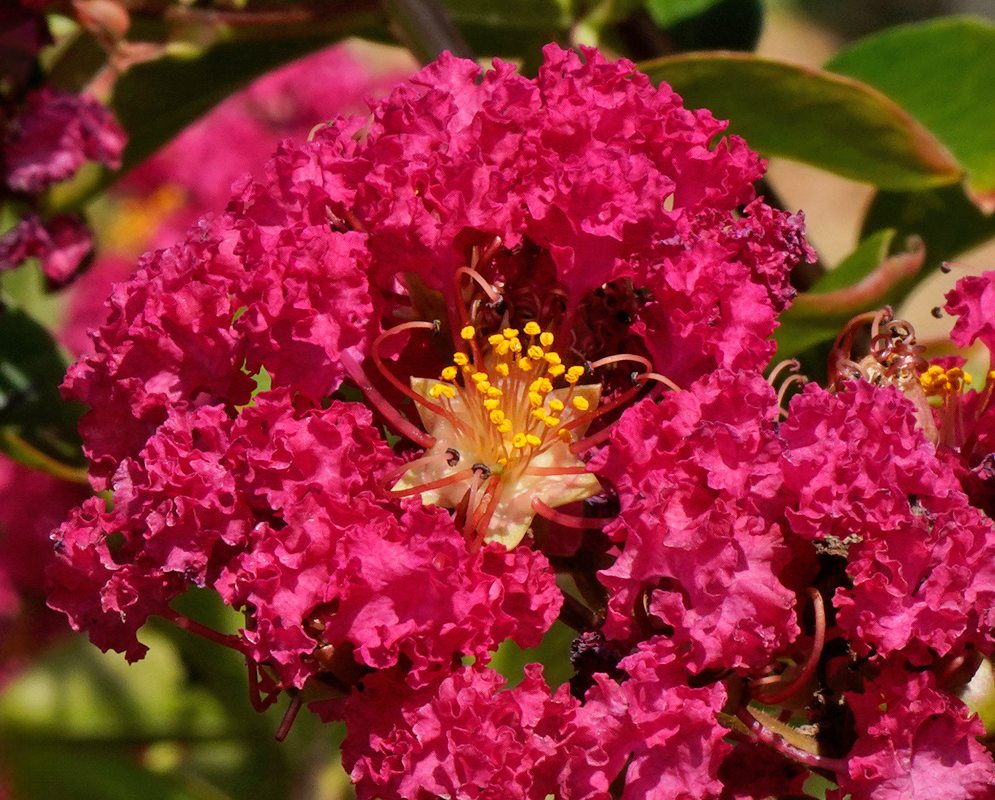 Lagerstroemia indica Magenta Flowers Bright magenta flowers of Lagerstroemia indica with finely crinkled petals and vibrant yellow stamens at the center