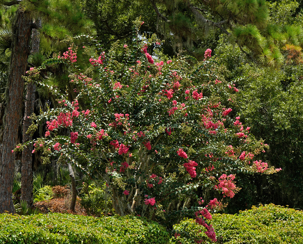 Lagerstroemia indica Flowering Shrub A mature Lagerstroemia indica shrub in full bloom with bright magenta flowers, surrounded by tall pine trees in a landscaped garden