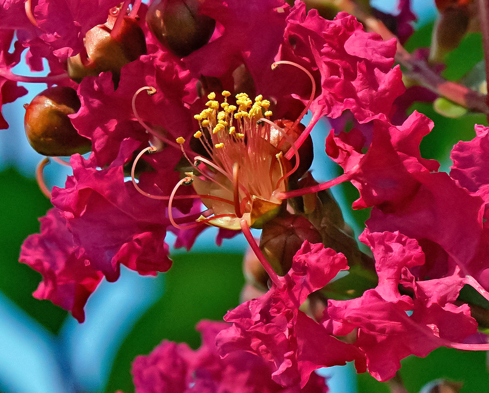 Red Lagerstroemia indica flower with yellow anthers under blue sky