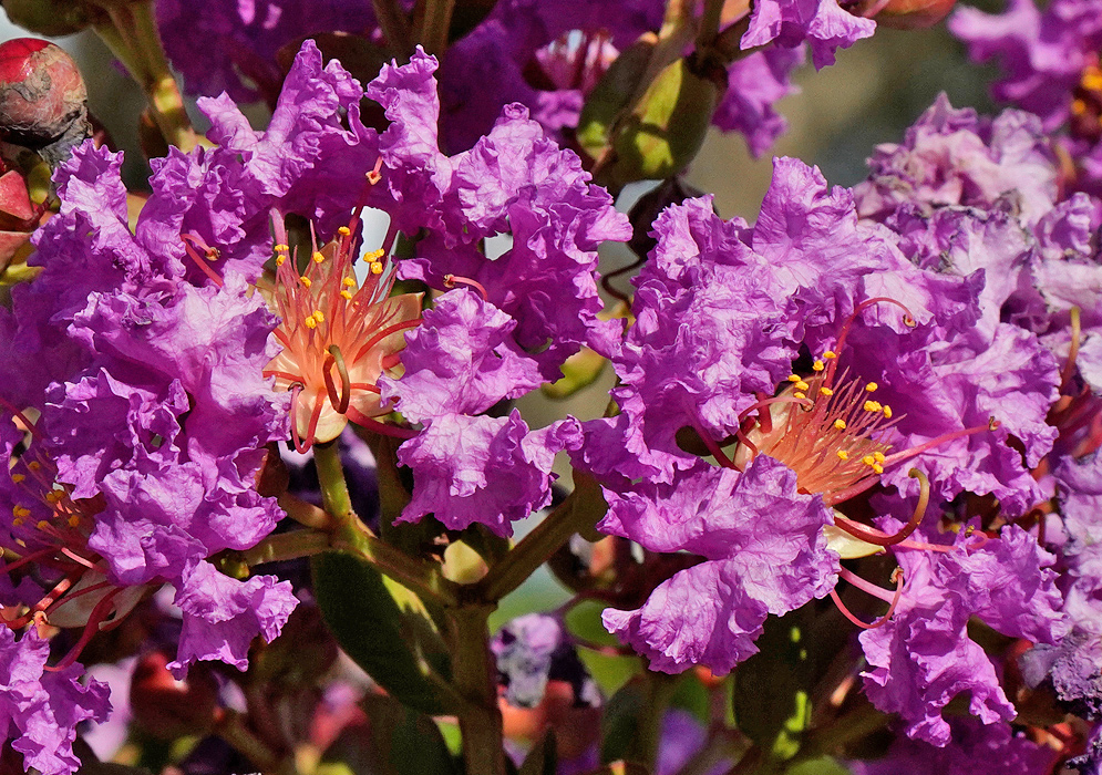 Two purple Lagerstroemia indica flowers with yellow anthers in sunlight