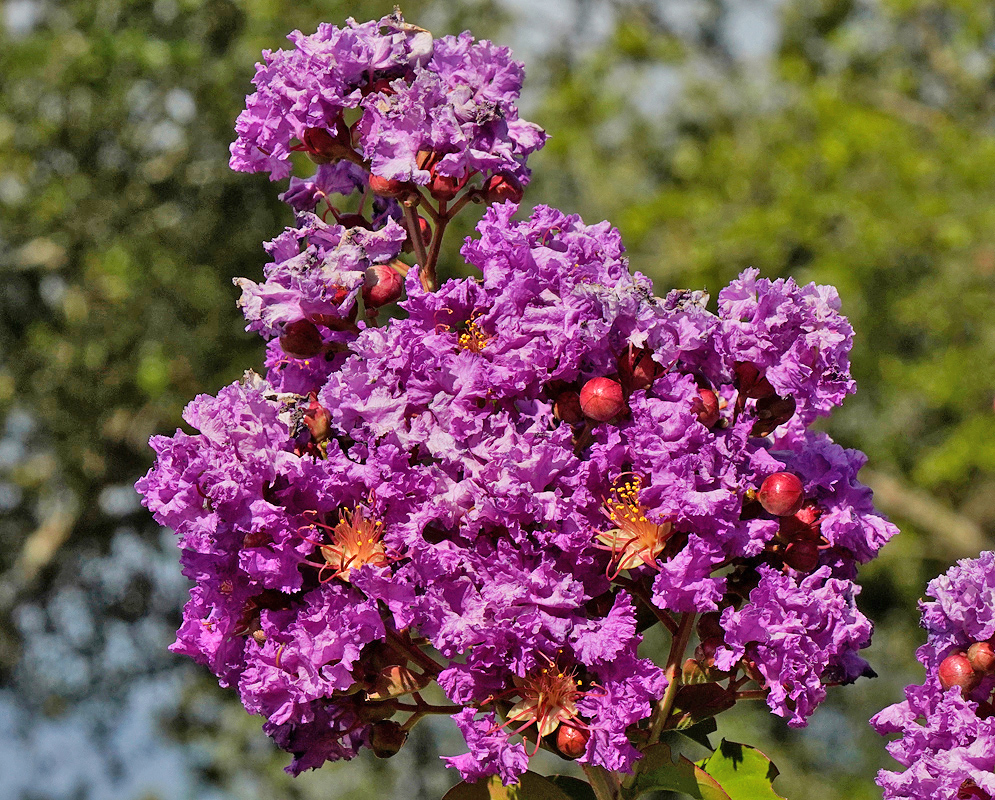 Lagerstroemia indica inflorescence with purple flowers