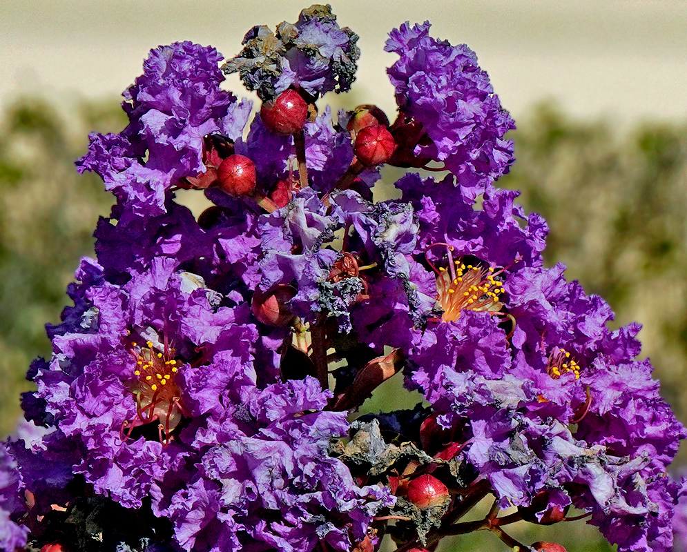 A cluster of purple Lagerstroemia indica flowers