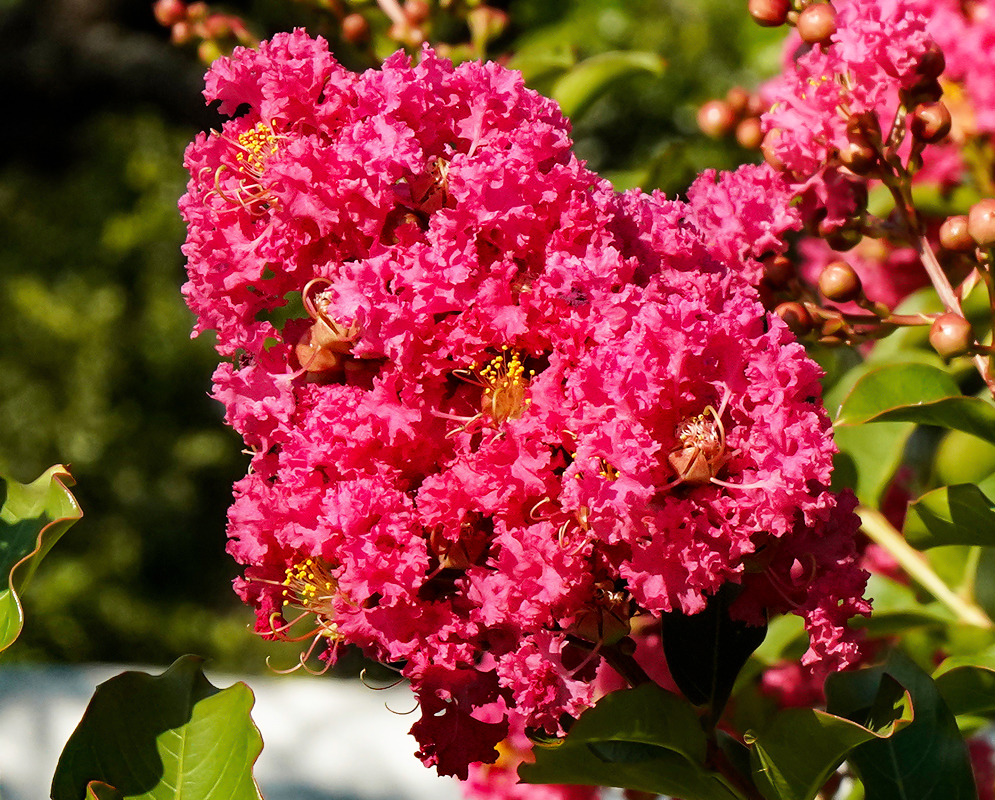 A cluster of deep pink Lagerstroemia indica flowers