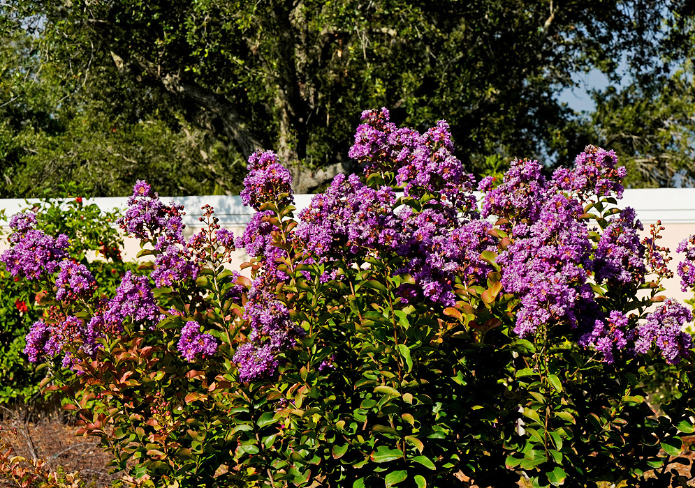 Lagerstroemia indica bush with purple flowers