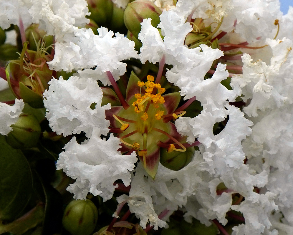 Lagerstroemia indica White Flower Close-up of a white crinkled flower of Lagerstroemia indica with delicate yellow-tipped stamens emerging from a green and maroon center