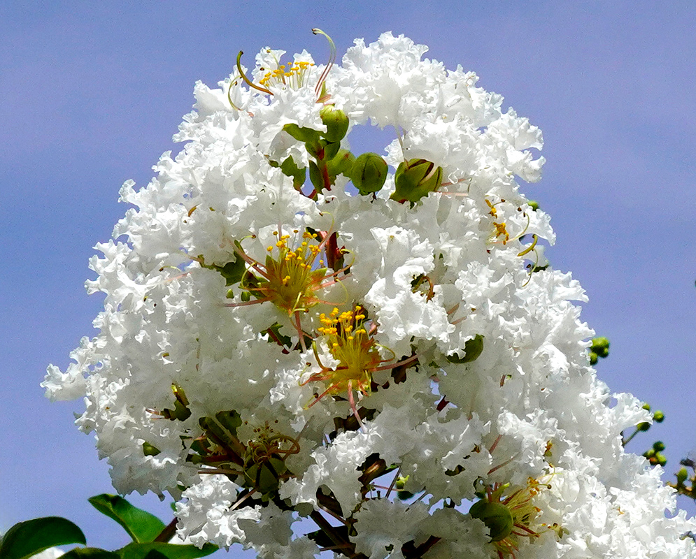 Lagerstroemia indica White Inflorescence White flowering cluster of Lagerstroemia indica in full bloom with bright yellow stamens against a soft blue sky