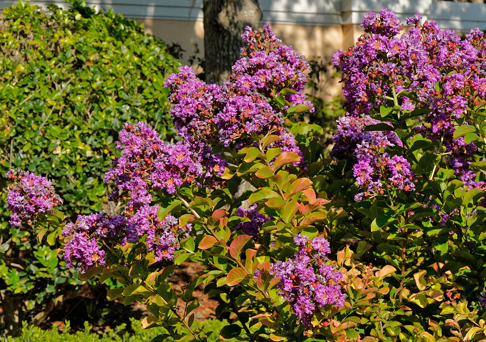 Lagerstroemia indica purple inflorescence in sunshine