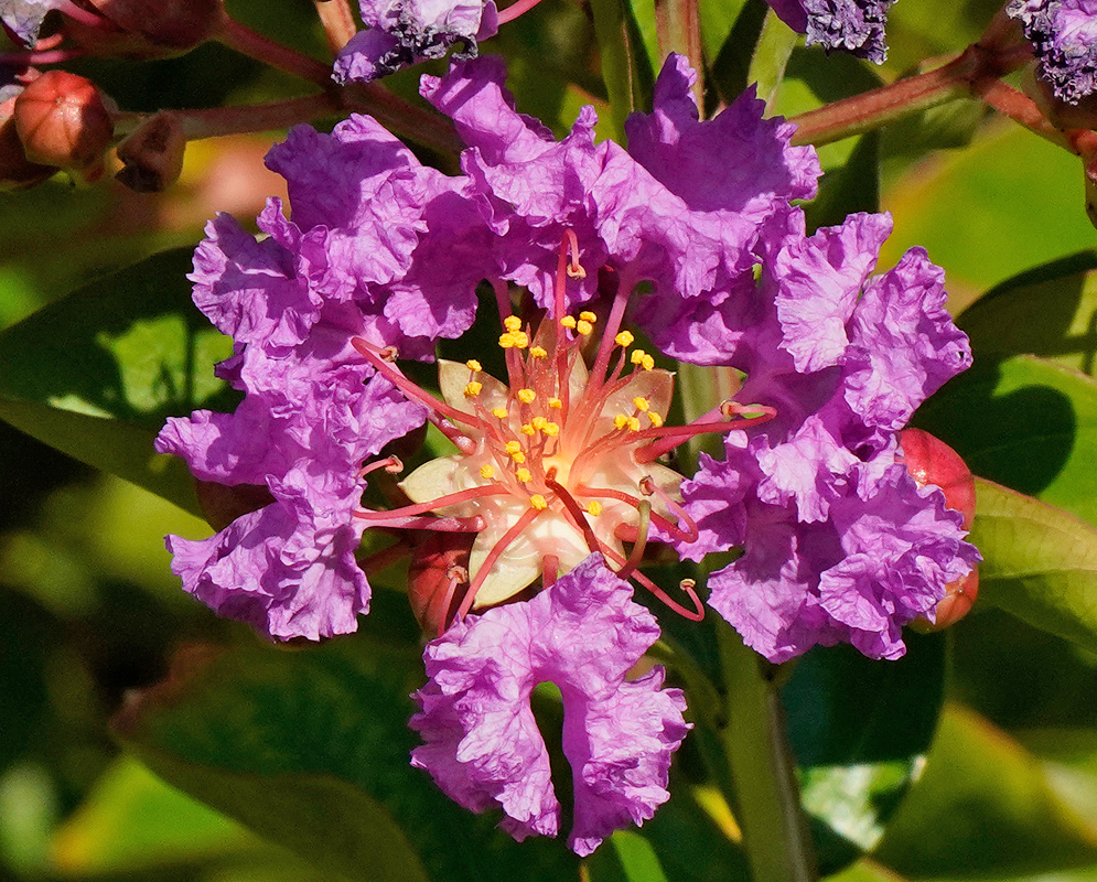 A purple Lagerstroemia indica flower with yellow anther and white sepal