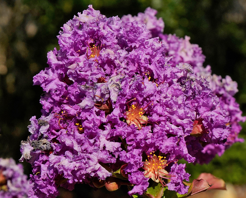 Lagerstroemia indica purple flower cluster