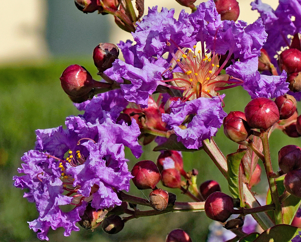 Two purple Lagerstroemia indica flowers and red flower buds