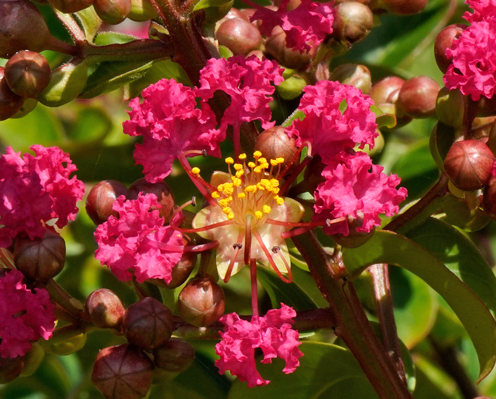 Lagerstroemia indica Red Bloom Intense deep pink Lagerstroemia indica flowers with clustered crinkled petals and exposed yellow-tipped stamens