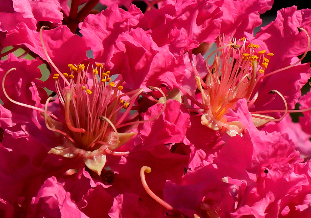 Two bright pink Lagerstroemia indica flowers and yellow anthers