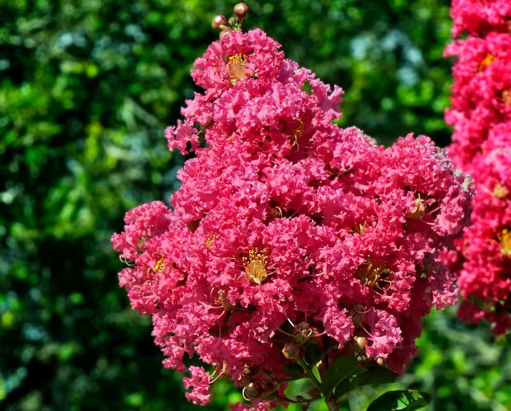 Lagerstroemia indica pink flower cluster