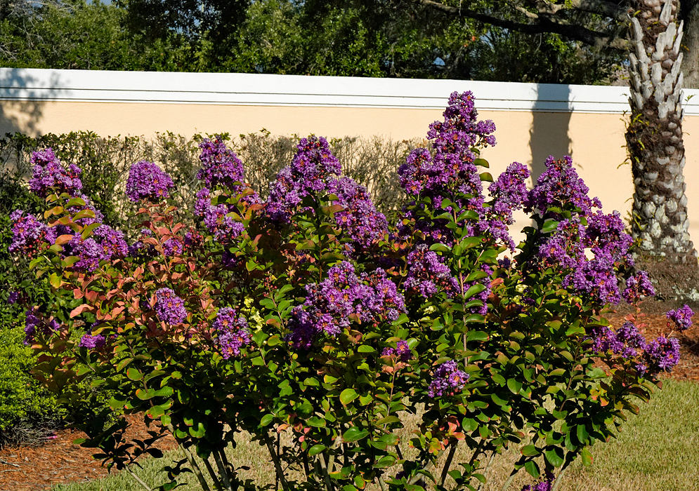 A flowering Lagerstroemia indica shrub with purple flowers