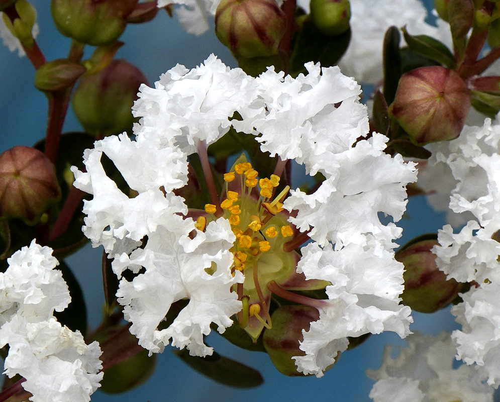 White Lagerstroemia indica flower with yellow stamens and green flower buds in sunlight